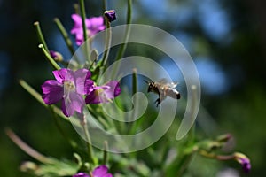 Bee captured flying