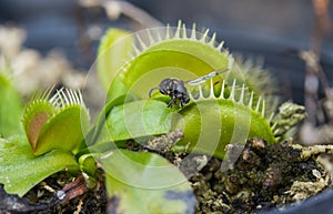 Bee captured by Venus flytrap plant