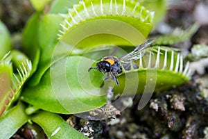 Bee captured by Venus flytrap plant
