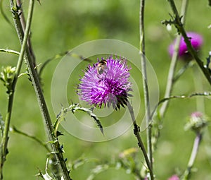 A bee on carduus defloratus flower