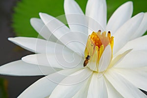 Bee on carpel Lotus photo