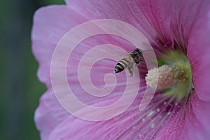 Bee and carpel of pink flower photo