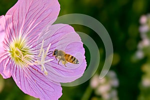 Bee carrying polen to flower photo