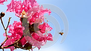 Bee carrying pollen from Crape myrtle