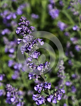Bee on Catmint photo