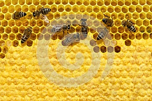 Bee on a cell with larvae. Bees Broods Copyspace. Concept of beekeeping.