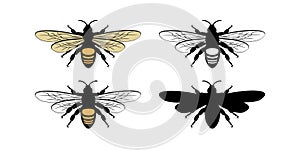 Bee Character Design Illustration