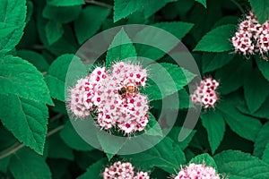 Bee checking out some flowers