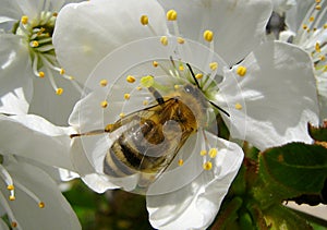 Bee on a cheery blossom