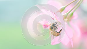 Honey bee pollinating cherry blossoms. insect, flower, agriculture honeybee, sakura, banner, beauty in Nature