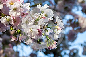 A bee on a cherry blossom in spring