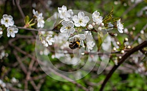 A bee on a cherry blossom. In spring, the bee pollinates the flowers. Small details close-up