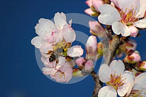 Bee on cherry flower