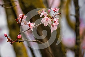 Bee on a Cherry tree blossom in march