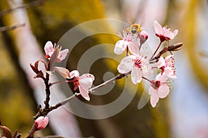 Bee on a Cherry tree blossom in march