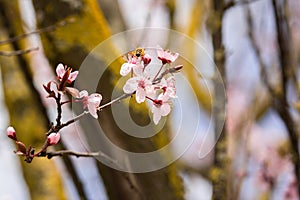 Bee on a Cherry tree blossom in march