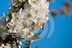 Bee on cherry tree.