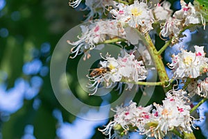 Bee on a chesnut tree flower. Slovakia