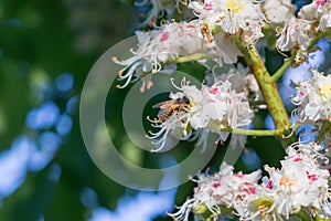 Bee on a Chesnut tree flower. Slovakic