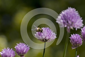 Bee on Chives Allium Schoenoprasum in flower, in a
