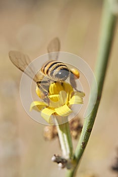 Bee on a Chondrilla juncea yellow flower