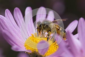 Bee on Chrysanthemum `Clara Curtis` photo