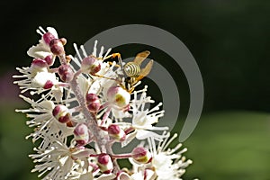 Bee on Cimicifuga Flower