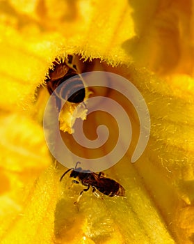 The bee climbed into a yellow pumpkin flower to collect honey and pollen