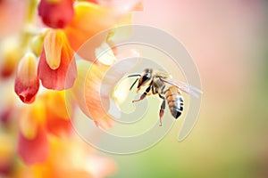 bee climbing on a snapdragon bloom