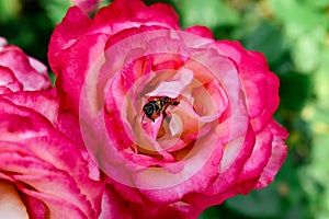 A bee climbs out of a pink and white rose bud