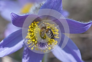 Bee climbs and pollinate pulsatilla flower photo