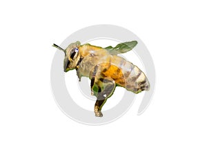 Bee Clipping Path in Studio