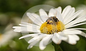 Bee Close up