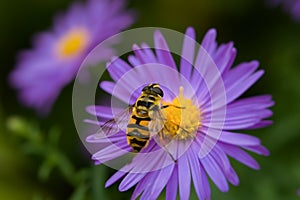 Bee close-up. Bright purple autumn flower of the Asteraceae family