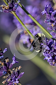 Bee close up landed on a bright purple lavender flower