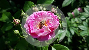 Bee  close up pollination on a link flower