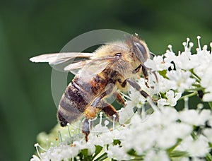Včela detailné