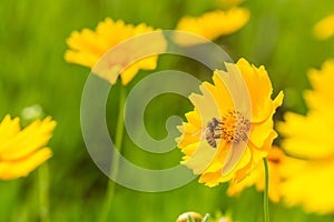 The bee closeup on the blooming flower