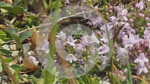 Bee closeup on mountain flowers