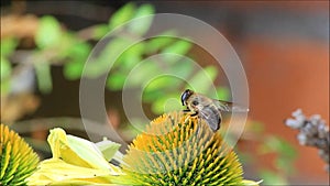 Bee closeup on yellow flower, background