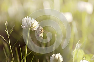 Bee on clover