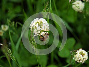 Bee on the clover flower