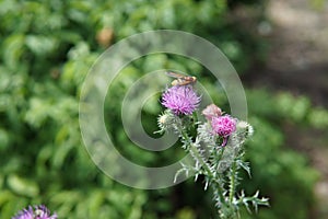 Bee colecting polen from a Greater burdock Arctium lappa flower