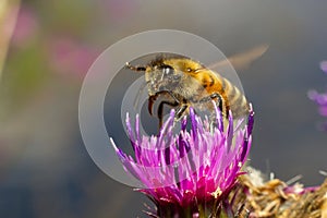 Bee colecting polen from a Greater burdock Arctium lappa flower closeup