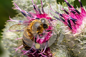 Bee colecting polen from a Greater burdock Arctium lappa flower closeup