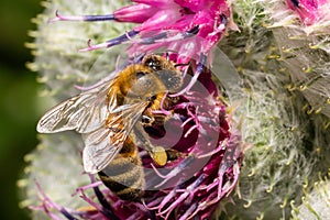 Bee colecting polen from a Greater burdock Arctium lappa flower closeup photo