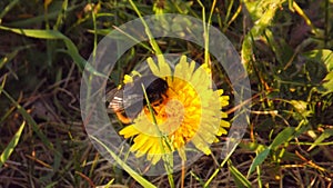 Bee colecting pollen
