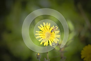 A bee collecing food for the hawe