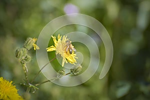 A bee collecing food for the hawe