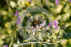 A bee collecing food for the hawe